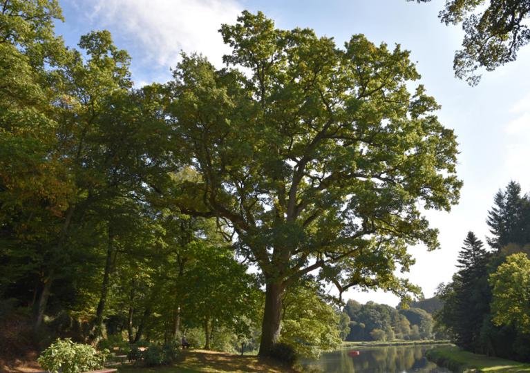 VOUS SOUHAITEZ : - Déterminer une essence d'arbre, son âge ? - Echanger sur les soins à apporter à vos arbres - Concilier vos arbres et voisins ? - Evaluer la valeur de votre patrimoine ?