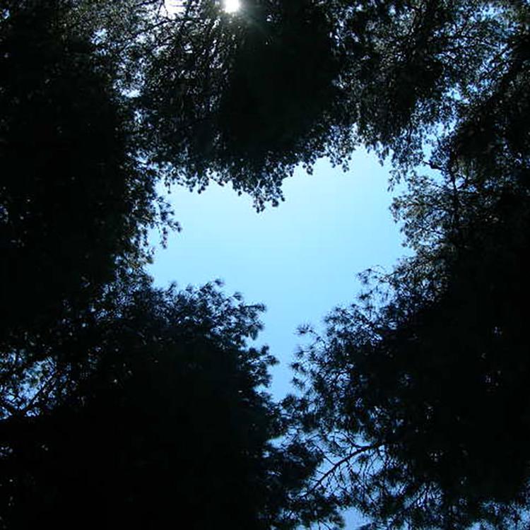 Un cœur offert- Vivre avec l'arbre