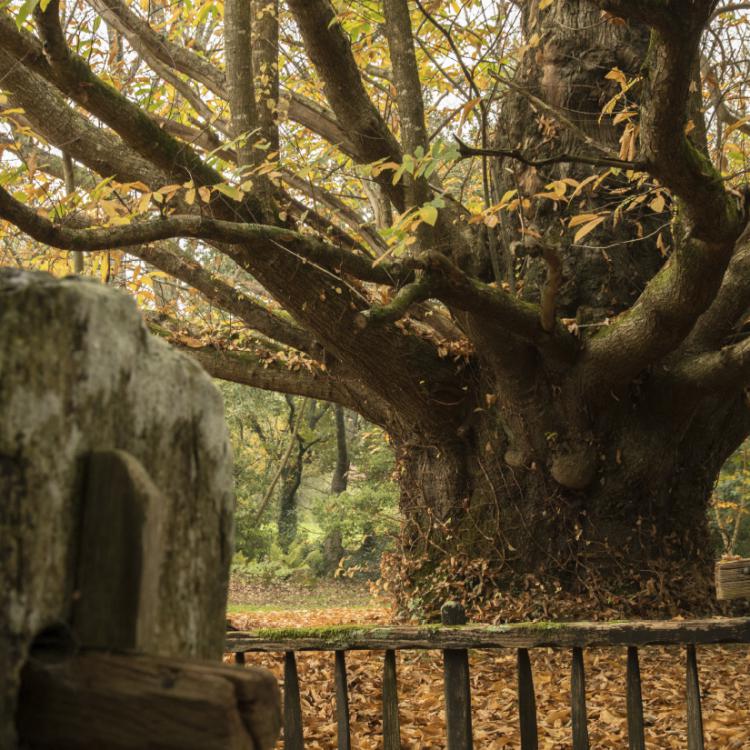 Pierre et forêt - Mickaël Jézégou - Vivre avec l'arbre
