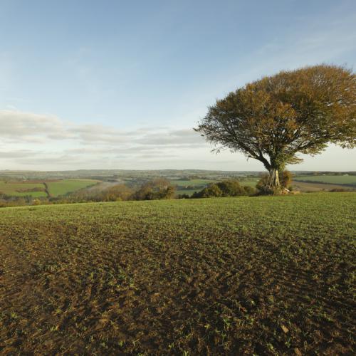 Paysage - Arbre - Champ - Vivre avec l'arbre