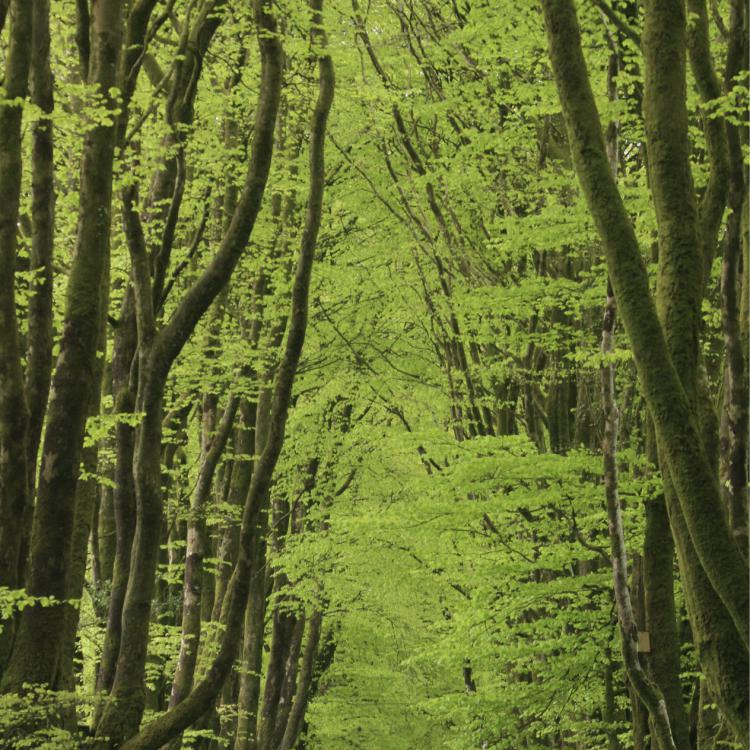 Paysage allée d'arbre - Vivre avec l'arbre